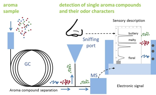 Figura 1. Diagrama da olfactometria por cromatografia em fase gasosa